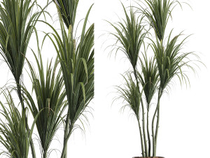 Faux Potted Dracaena Plant 3D Model