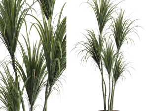 Faux Potted Dracaena Plant 3D Model