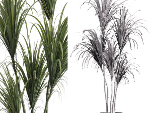 Faux Potted Dracaena Plant 3D Model