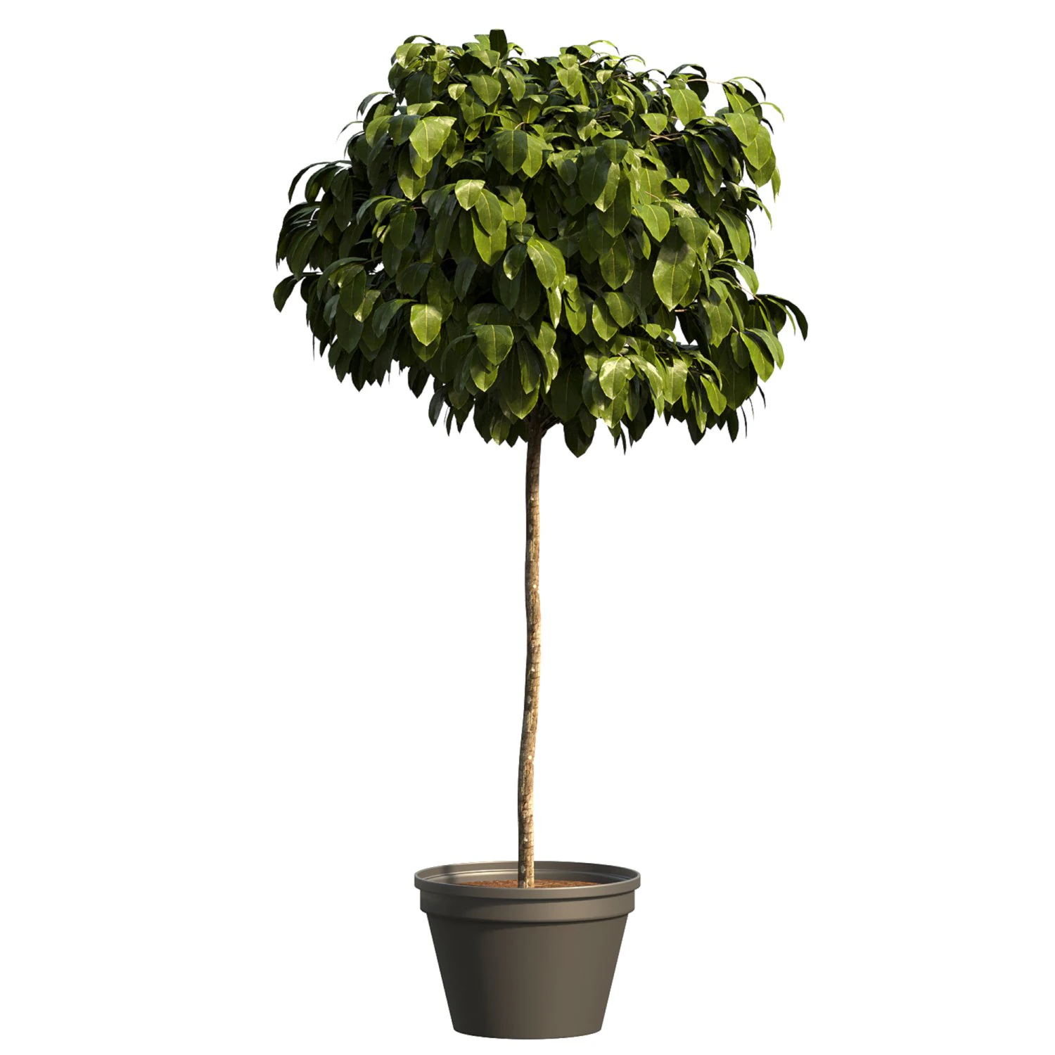 Planta Arbustiva Modelo 3D .c4d .max .obj .3ds .fbx .stl .blend 