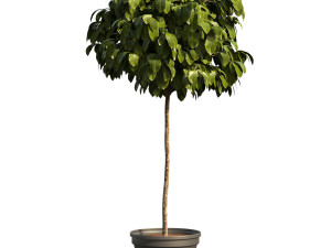 Bush Plant 3D Model