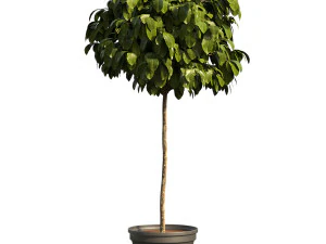 Struikplant 3D Model