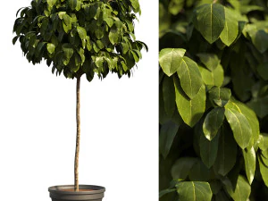 Planta Arbustiva Modelo 3D