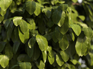 Bush Plant Modelo 3D