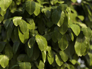 Planta Arbustiva Modelo 3D