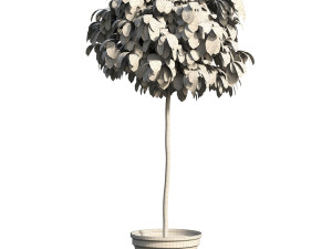 Bush Plant Modelo 3D