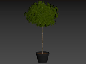 Bush Plant Modelo 3D