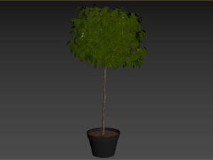 Bush Plant Modelo 3D