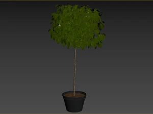 Planta Arbustiva Modelo 3D