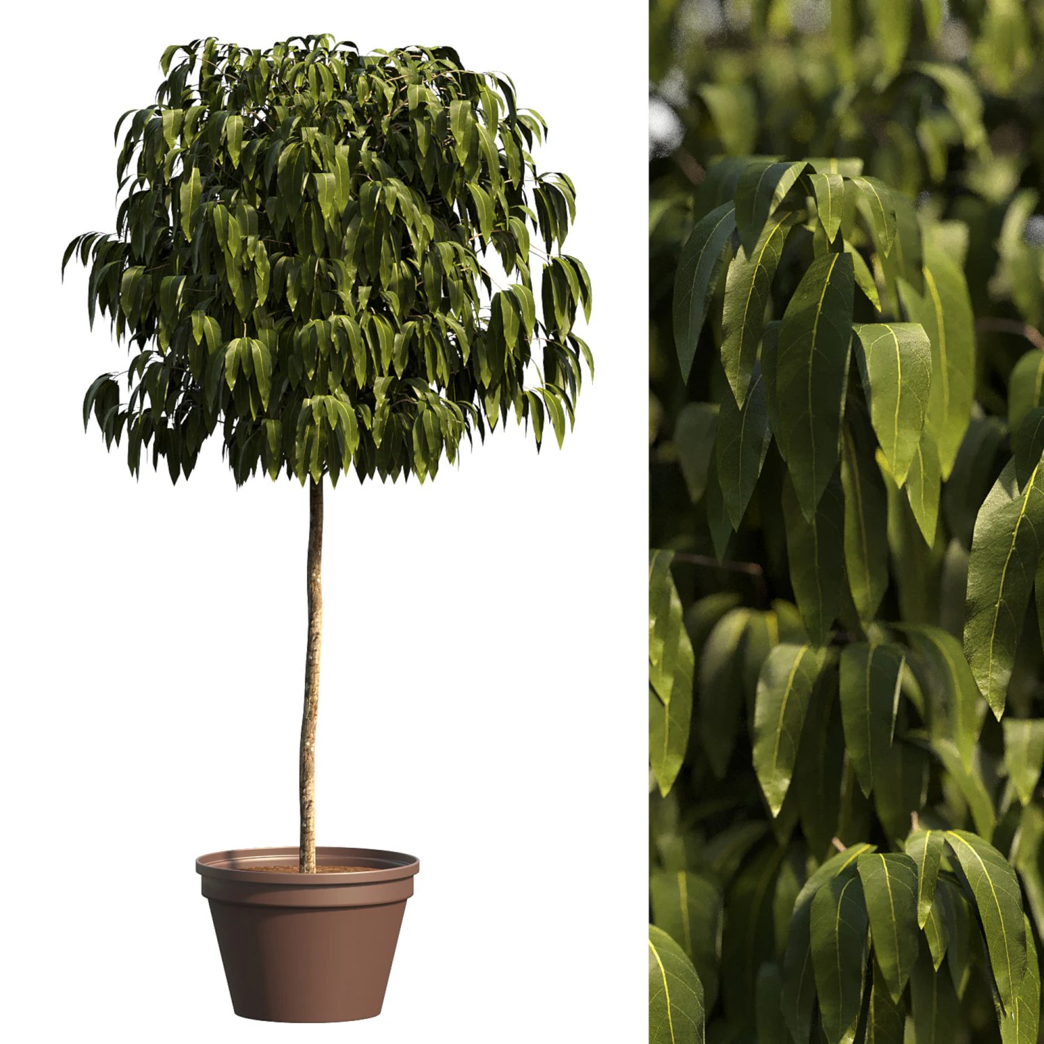 Bush Plant 3D Model .c4d .max .obj .3ds .fbx .stl .blend 