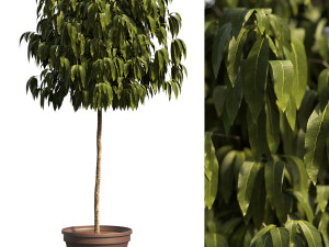 Bush Plant Model 3D