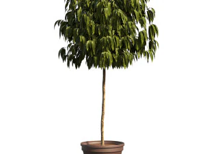 Bush Plant 3D Model