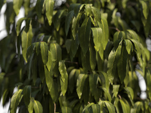 Bush Plant 3D 模型