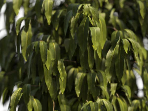 Bush Plant 3D Model