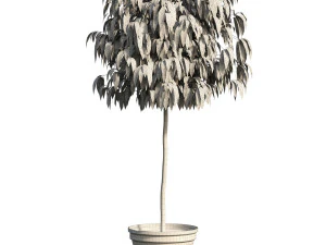 Bush Plant 3D Model