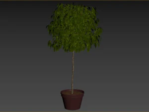 Bush Plant 3D Model