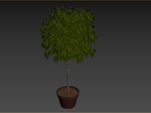 Bush Plant 3D 模型