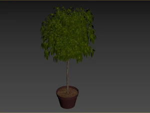 Bush Plant 3D Model