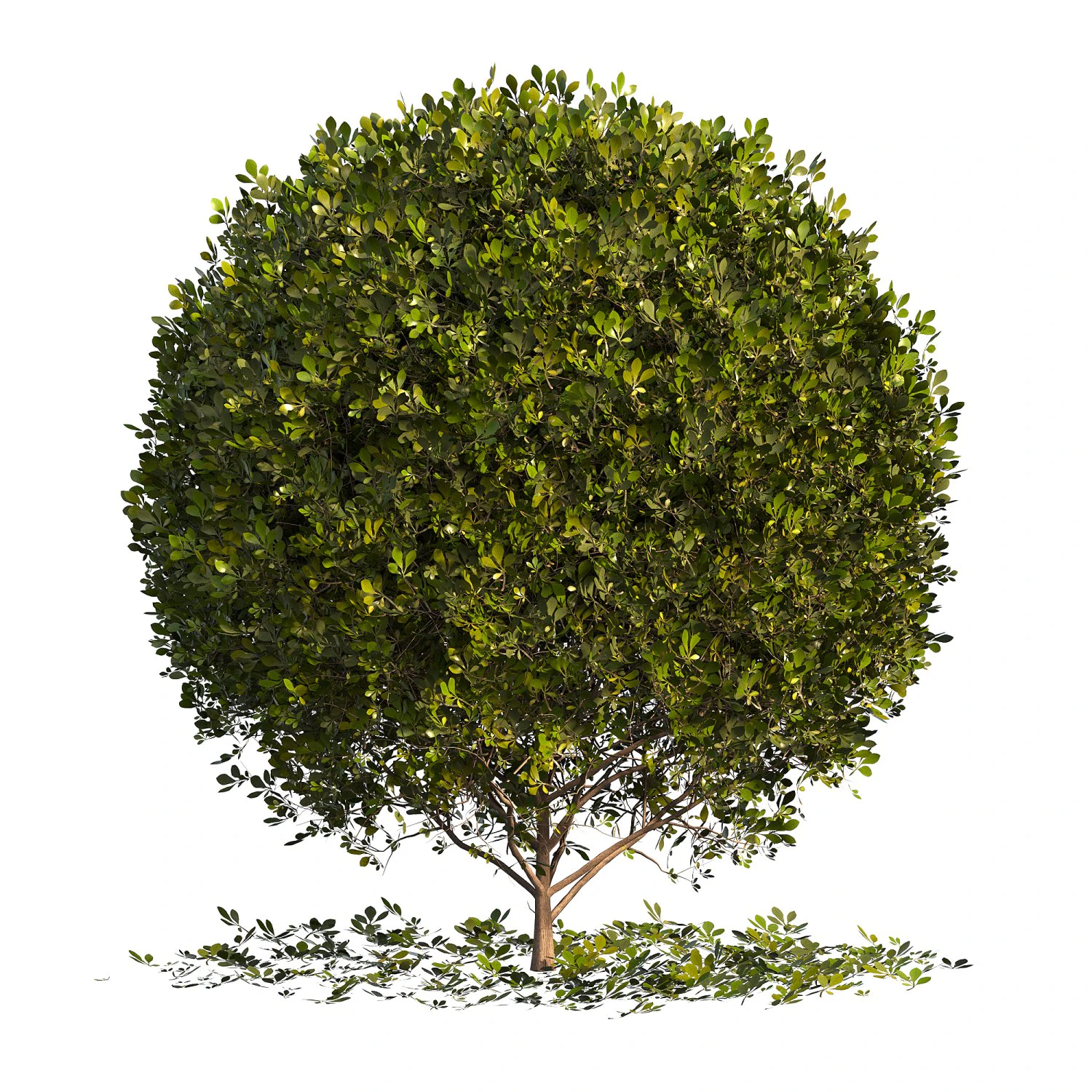 Boxwood Ball Plant 3D Model .c4d .max .obj .3ds .fbx .stl .blend