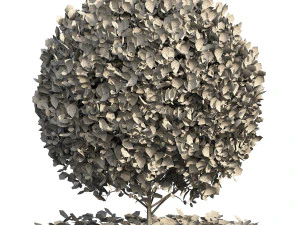 Boxwood Ball Plant 3D Model