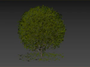 Boxwood Ball Plant 3D Model