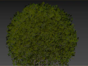 Boxwood Ball Plant 3D Model