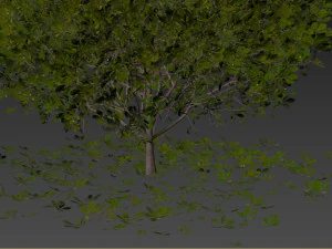 Boxwood Ball Plant 3D Model