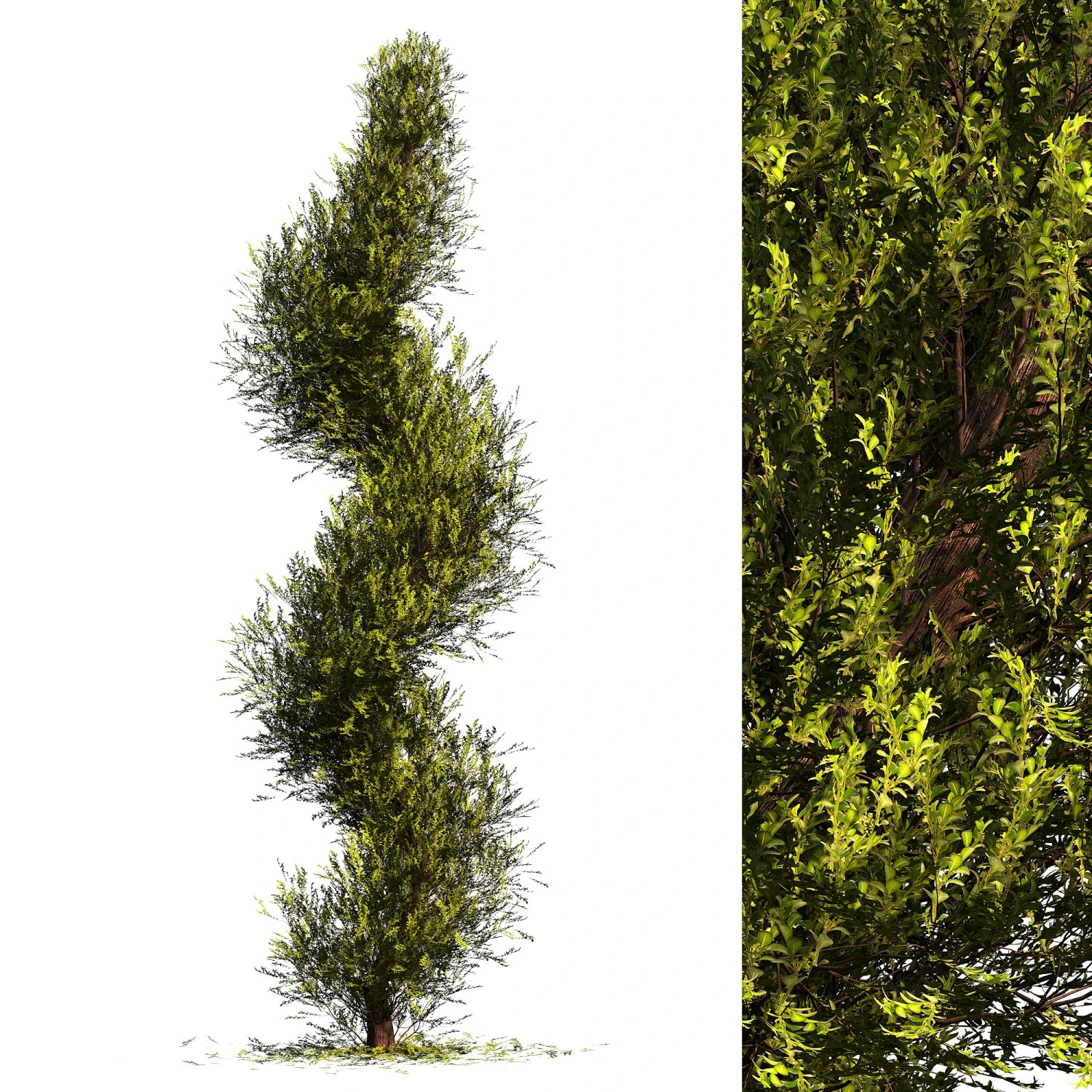 Fut Tree 3D Model .c4d .max .obj .3ds .fbx .stl .blend 