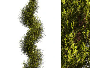 Фут-дерево 3D Модель