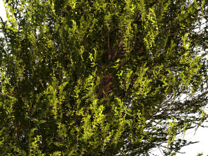 Fut Tree 3Dモデル