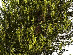 Fut Tree 3D Model