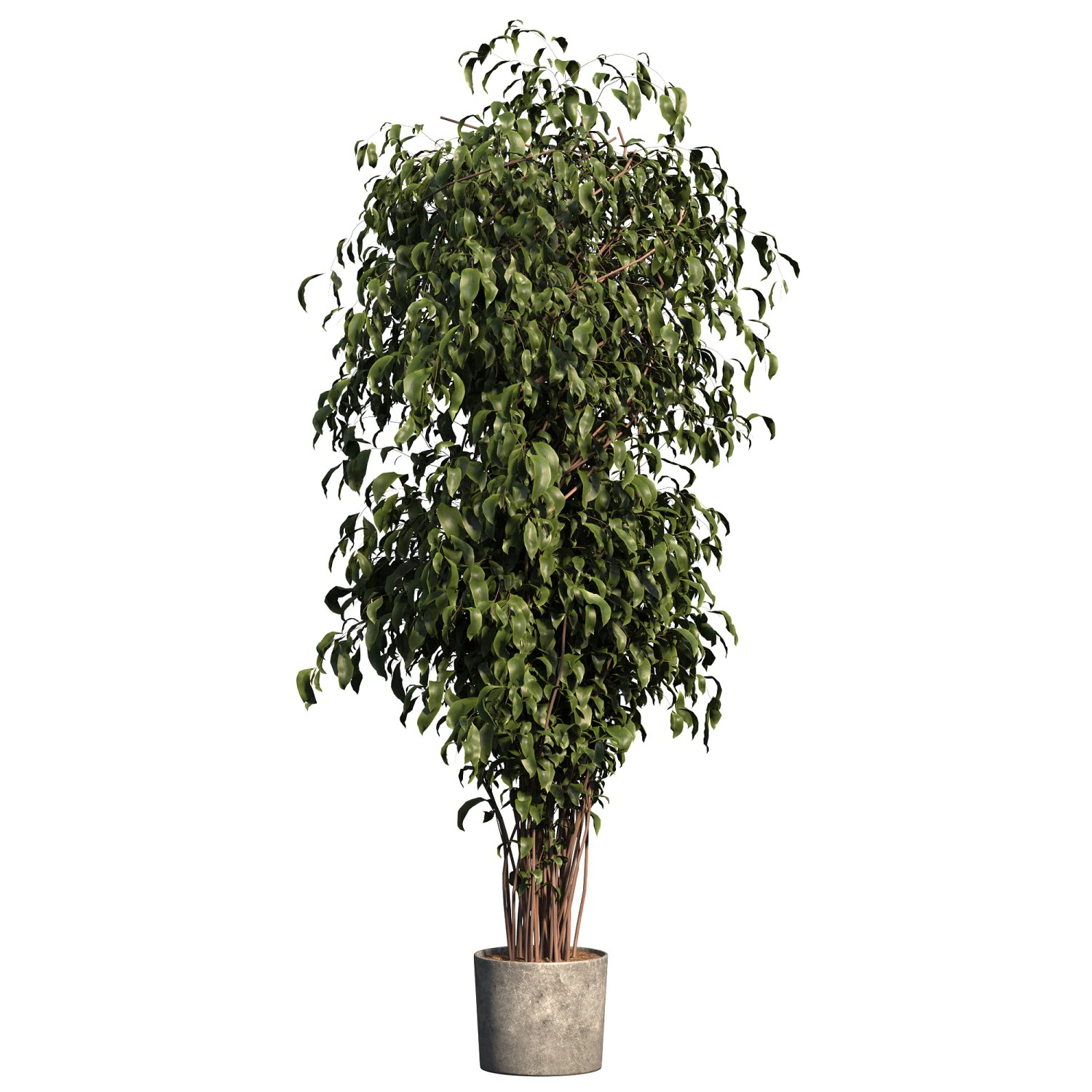 Ficus Tree Plant 3D Model .c4d .max .obj .3ds .fbx .stl .blend 