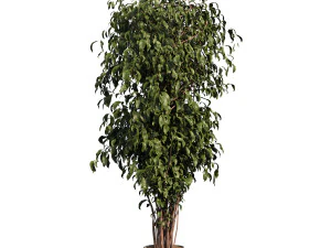 Planta de &aacute;rbol de ficus Modelo 3D