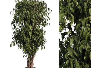 Ficus Tree Plant 3D मॉडल