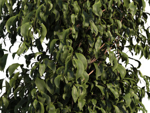 Ficus Tree Plant 3D मॉडल