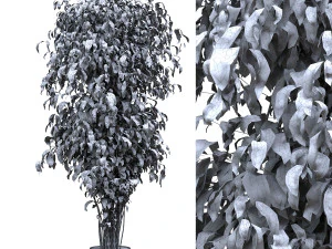 Ficus Tree Plant 3D Model