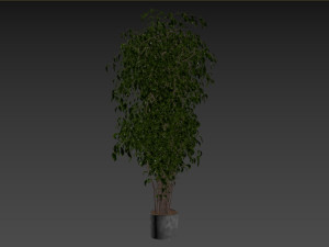 Ficus Tree Plant 3D मॉडल