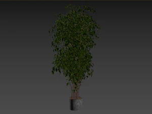 Ficus Tree Plant 3D Model