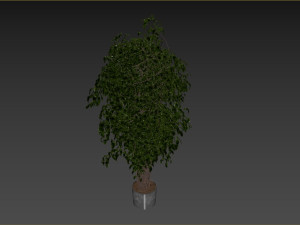 Ficus Tree Plant 3D मॉडल