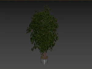 Ficus Tree Plant 3D Model