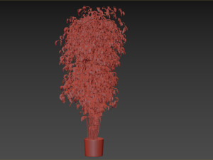 Ficus Tree Plant 3D मॉडल