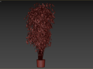 Ficus Tree Plant 3D मॉडल