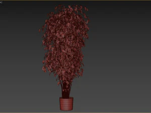 Ficus Tree Plant 3D Model