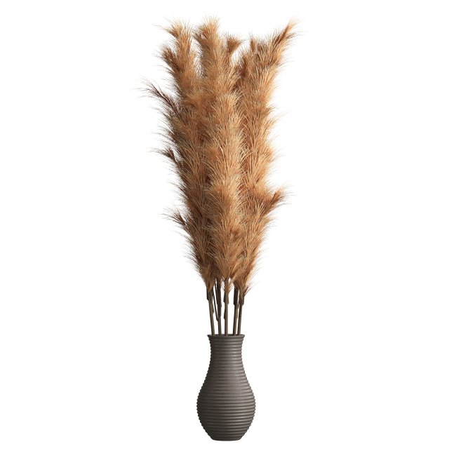 Cortaderia Plant 3D 모델 .c4d .max .obj .3ds .fbx .stl .blend 