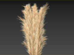 Cortaderia Plant 3D 모델