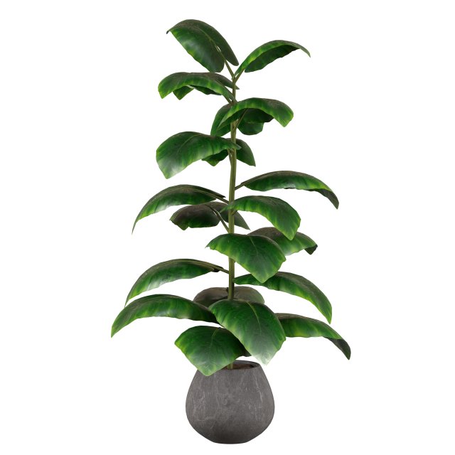 Indoor Plant 3D Модель .c4d .max .obj .3ds .fbx .stl .blend 