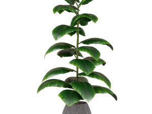 Indoor Plant Modèle 3D