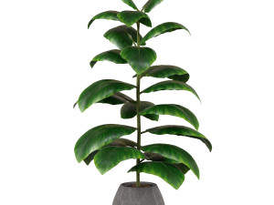 Indoor Plant 3D Модель