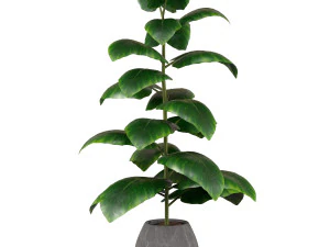 Indoor Plant 3D Model