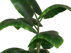 Indoor Plant 3D Модель